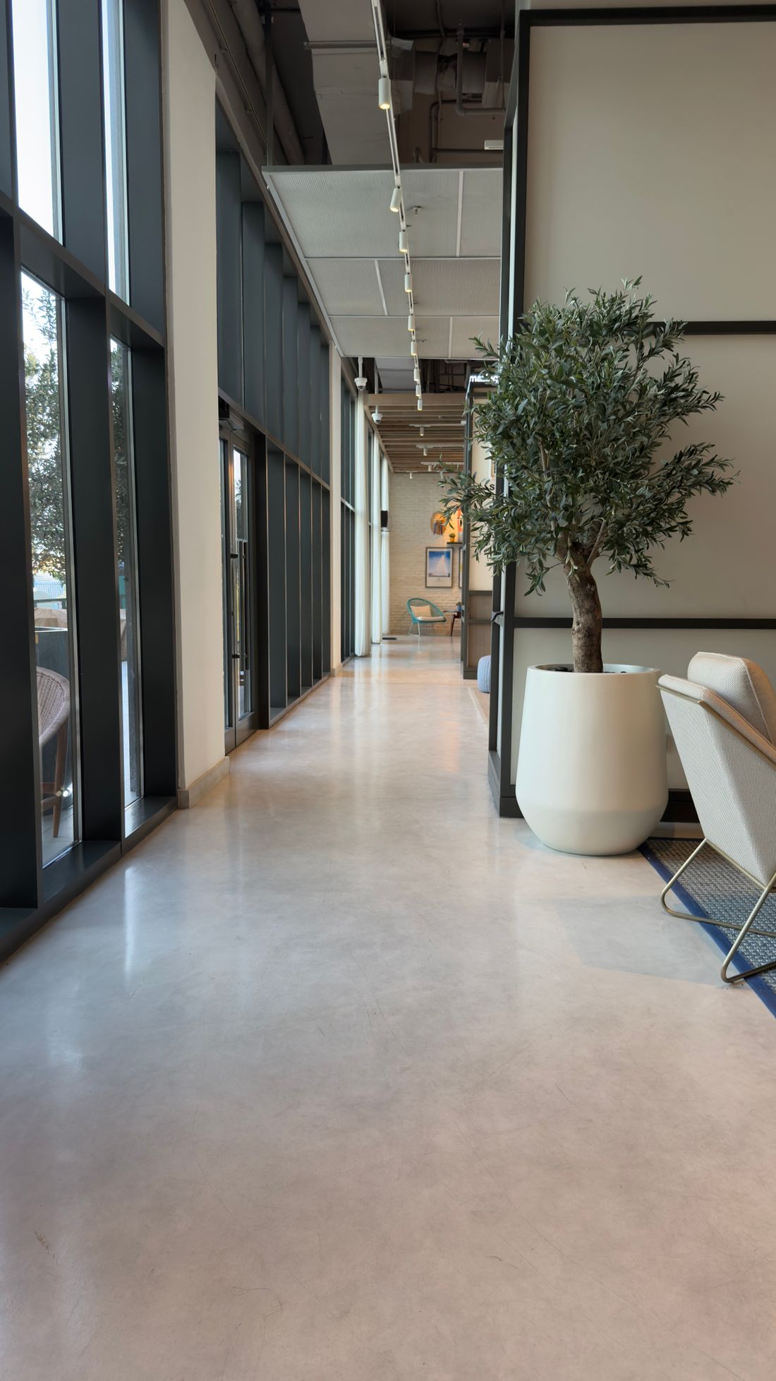 An empty modern office corridor with large windows, a potted olive tree, and clean architectural lines