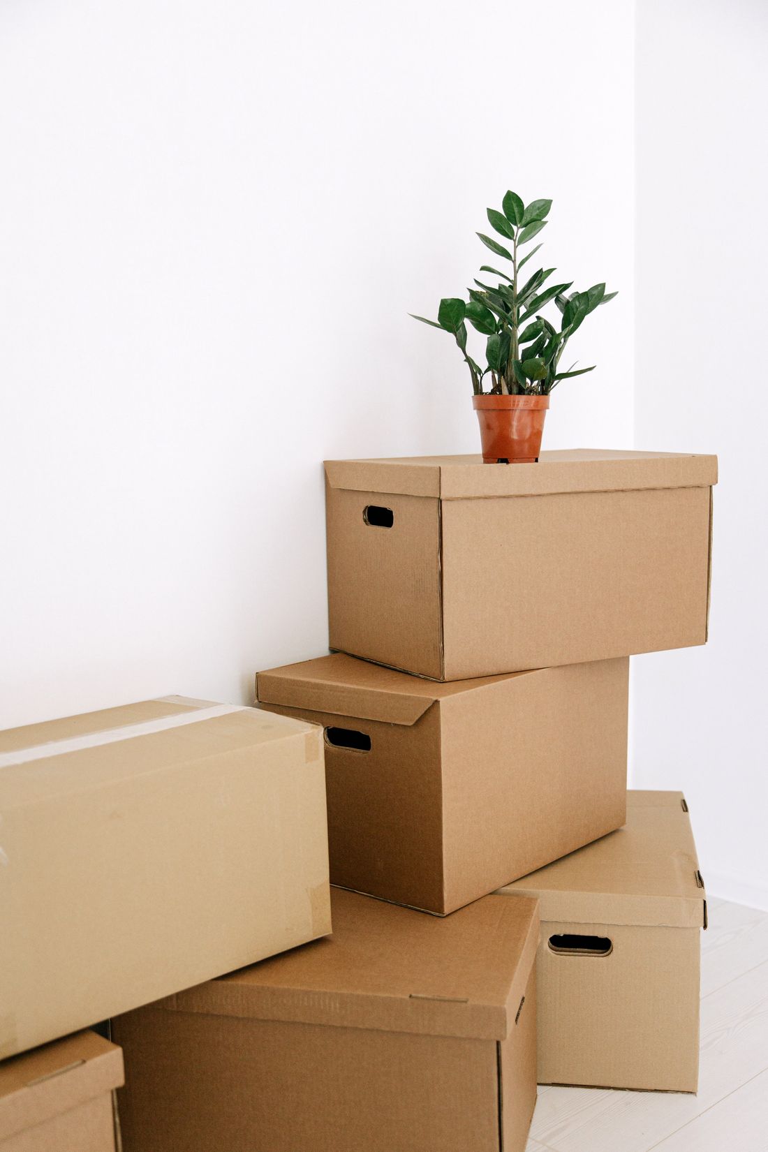 Cardboard storage boxes stacked against a plain white wall in a bare room, a small potted plant resting on the top box