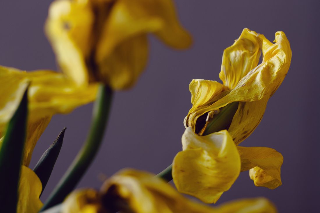 Close-up of wilting yellow tulip petals curling and drying at the edges, no hands or tools in frame.